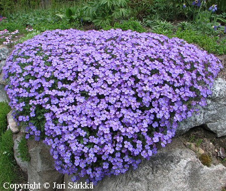 Tarharistikki, Aubrieta x cultorum 'Blaumeise'